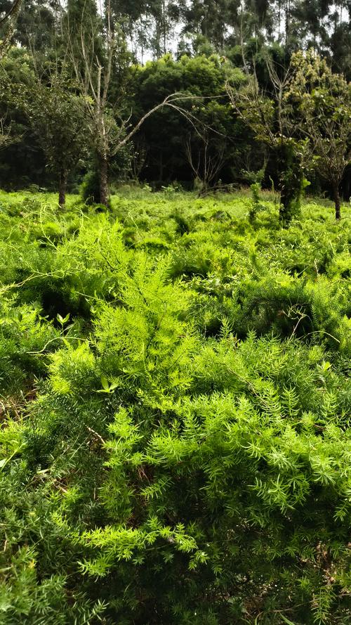 种植天冬亩产多少公斤？掌握这7个环节，鲜块根亩产轻松突破5000公斤