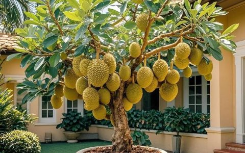 北方榴莲树什么品种的？2026年适合尝试的品种与种植条件