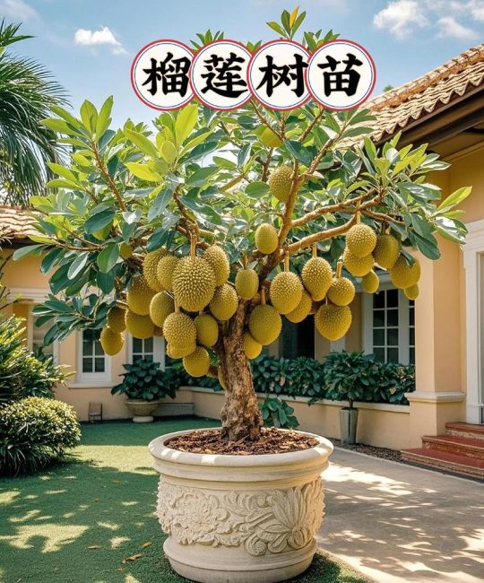 北方榴莲树什么品种的？2026年适合尝试的品种与种植条件