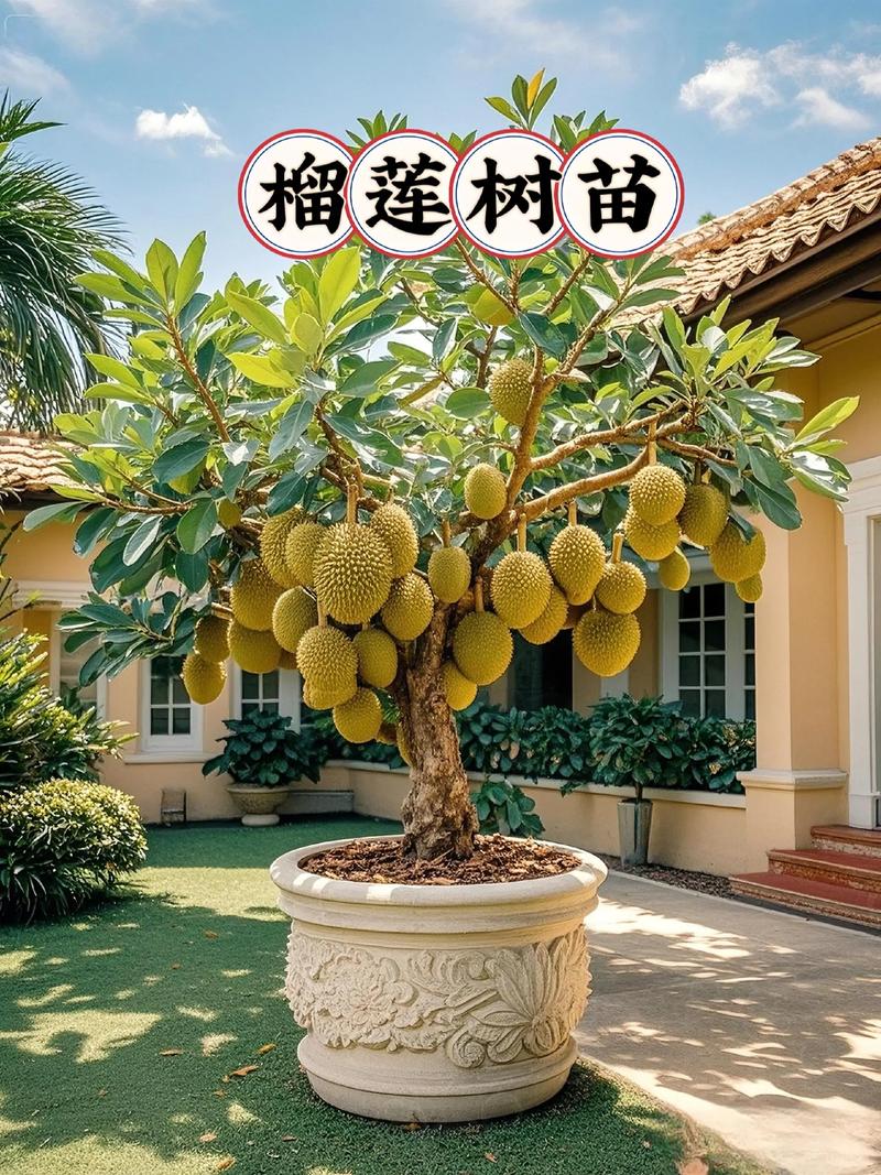 北方榴莲树什么品种的?2026年适合尝试的品种与种植条件 北方榴莲树什么品种的?2026年适合尝试的品种与种植条件