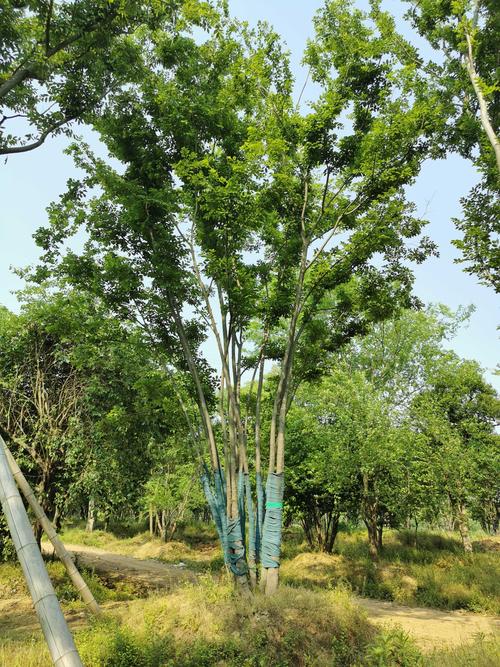 朴树苗木多少钱?2026年最新价格参考与影响因素分析 价格快速参考