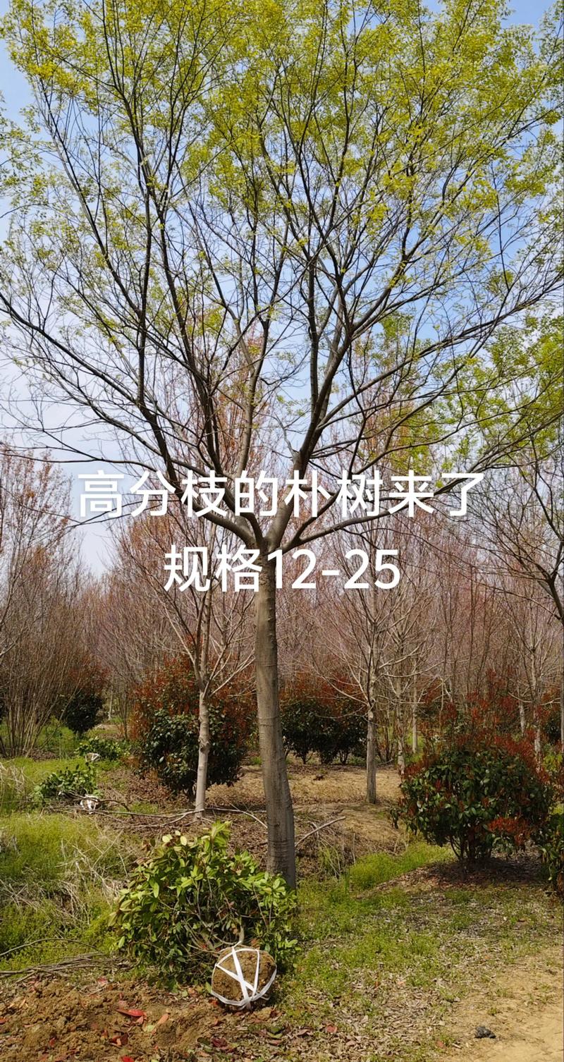 朴树苗木多少钱?2026年最新价格参考与影响因素分析 规格对价格的影响:胸径与冠幅是关键