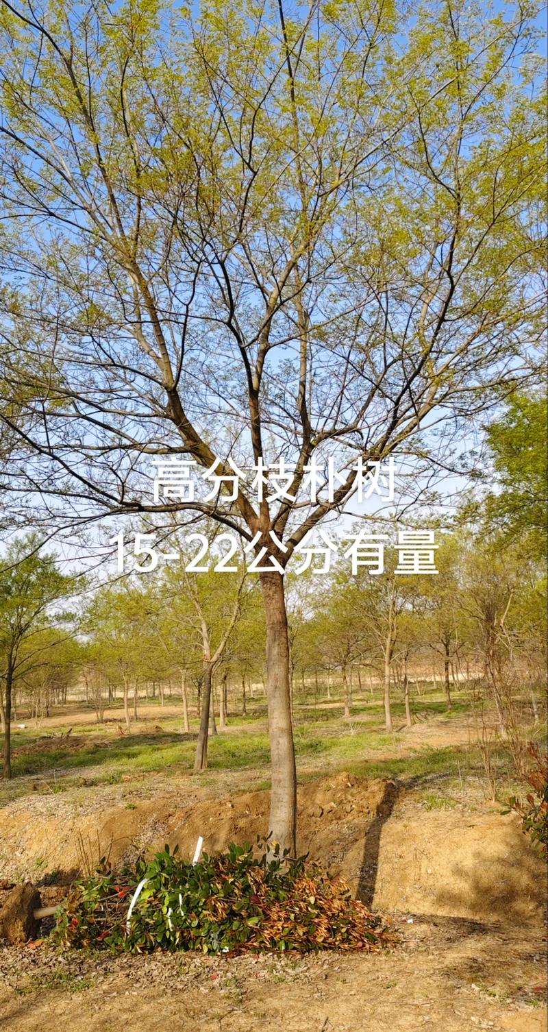朴树苗木多少钱?2026年最新价格参考与影响因素分析 产地差异:区域性苗圃价格相差可达40%