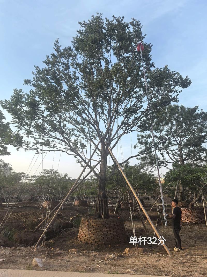 朴树苗木多少钱?2026年最新价格参考与影响因素分析 季节波动的窗口期:落叶后至萌芽前最便宜
