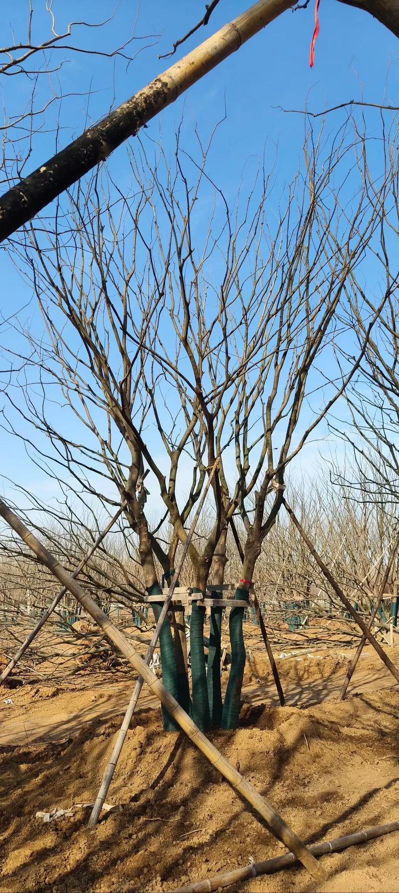 朴树苗木多少钱?2026年最新价格参考与影响因素分析 批量采购的梯度折扣:百株以上平均下调15%