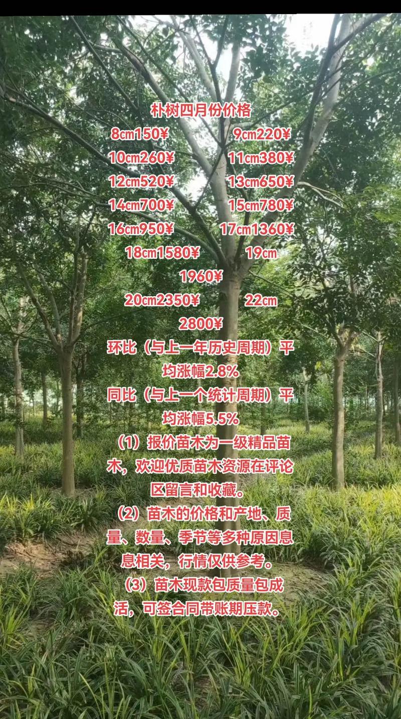 朴树苗木多少钱?2026年最新价格参考与影响因素分析 常见问答(FAQ)