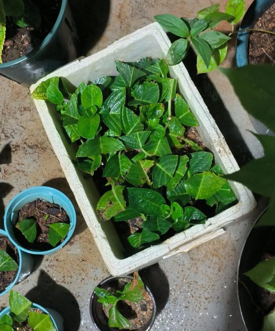 绣球花六月移栽注意事项与最佳时间解析