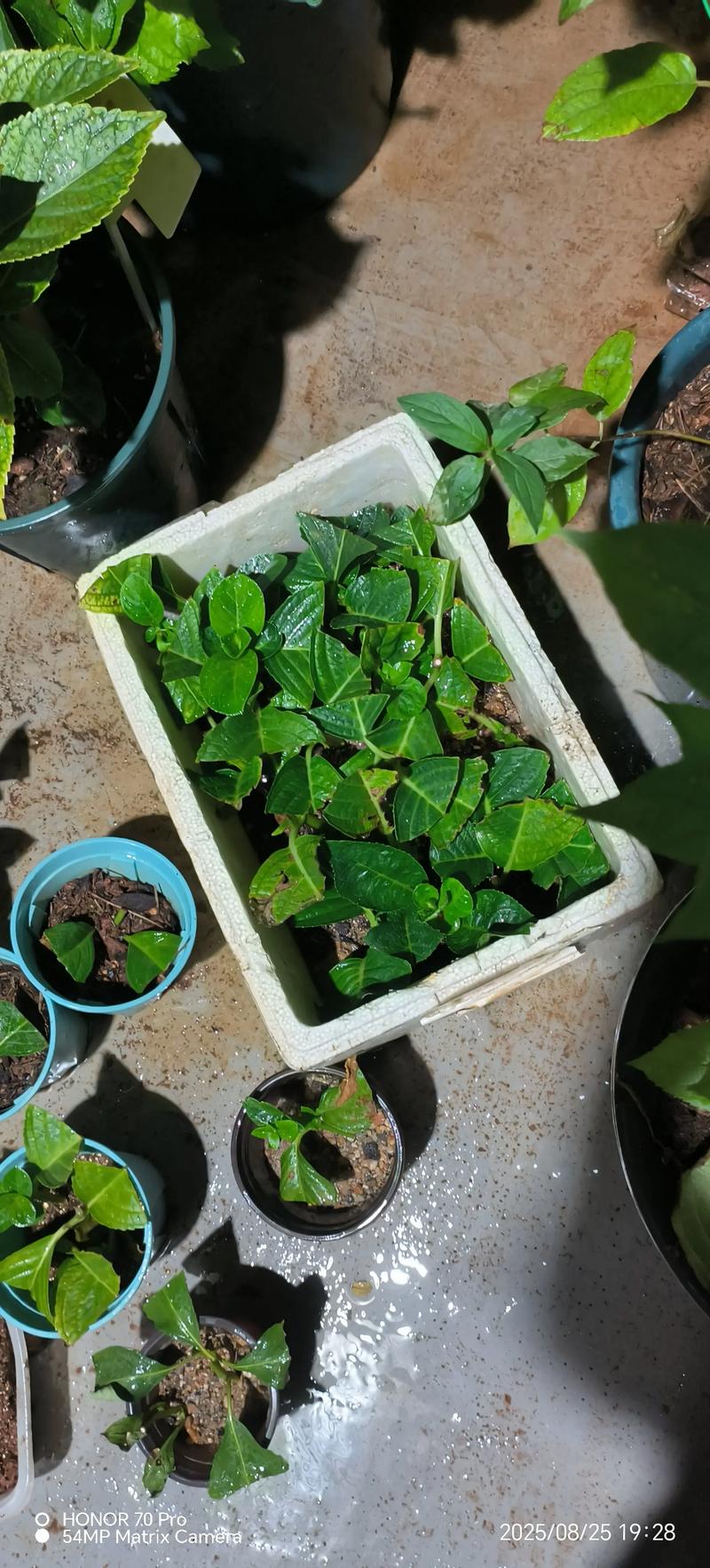 绣球花六月移栽注意事项与最佳时间解析 绣球花六月移栽注意事项与最佳时间解析