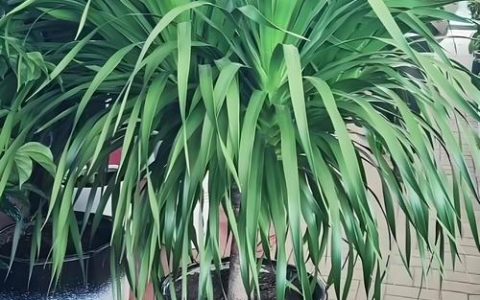 龙血树和什么植物可以共同栽培