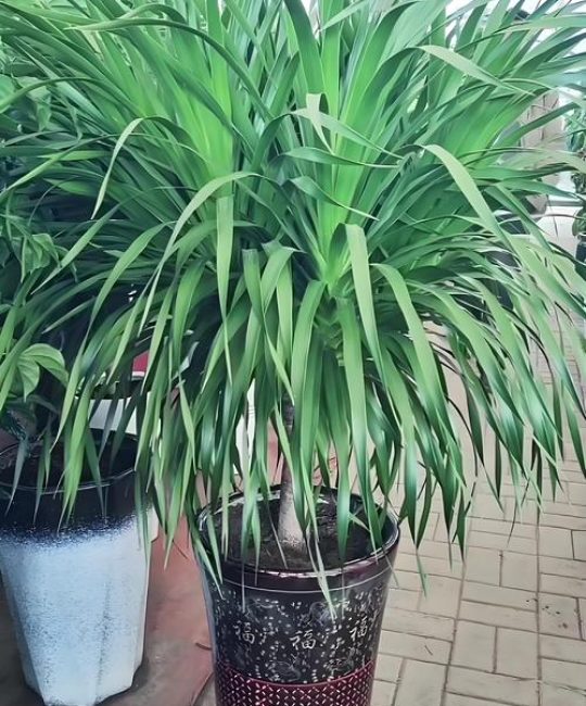 龙血树和什么植物可以共同栽培
