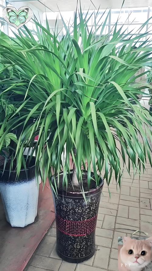 龙血树和什么植物可以共同栽培 一、适宜时间