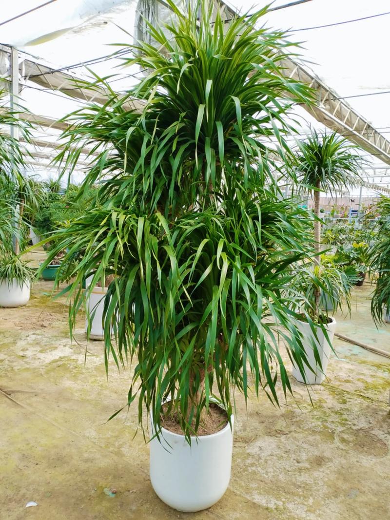 龙血树和什么植物可以共同栽培 三、栽前处理
