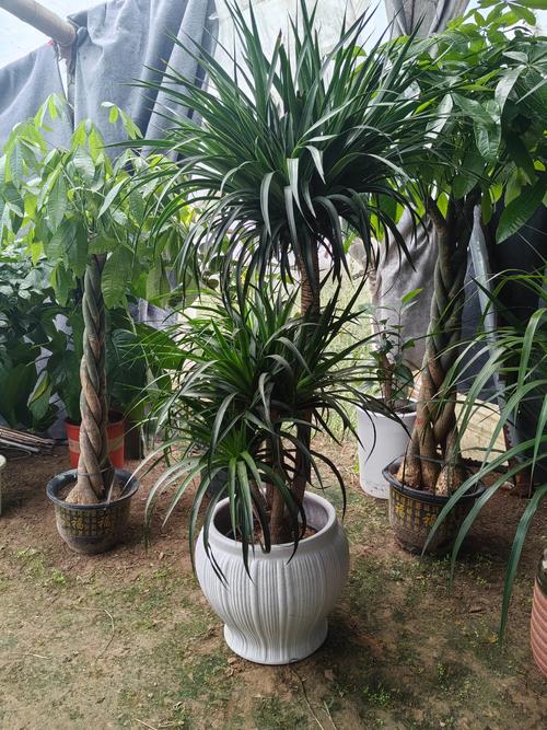 龙血树和什么植物可以共同栽培 五、浇定根水