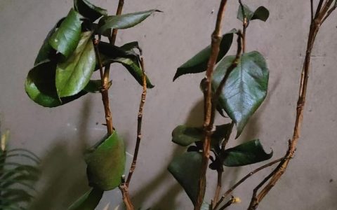 茶花叶子发黄怎么办？原因排查与处理全指南