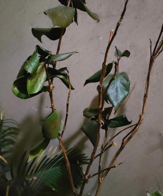 茶花叶子发黄怎么办？原因排查与处理全指南