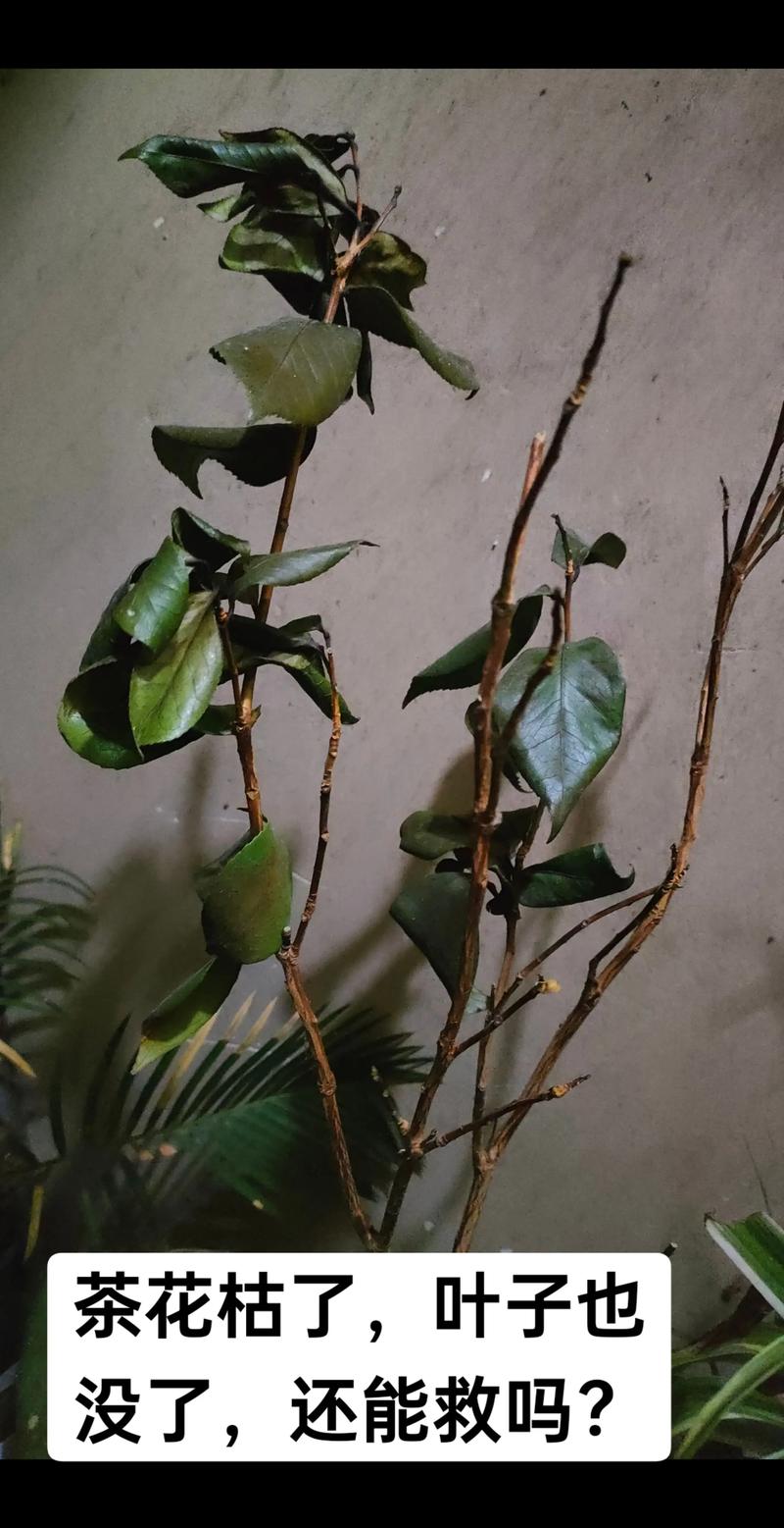茶花叶子发黄怎么办?原因排查与处理全指南 茶花叶子发黄怎么办?原因排查与处理全指南