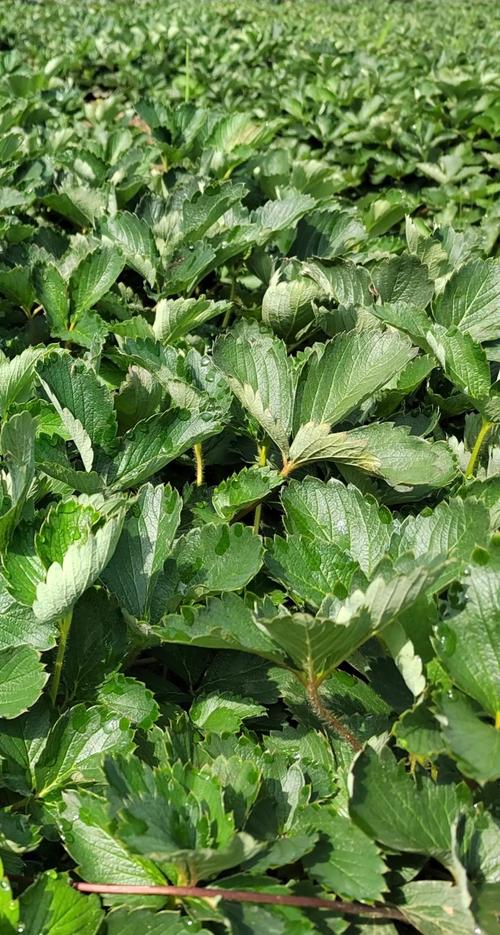 红颜草莓苗多少钱一棵?价格快速参考 三、季节:春秋两季价格波动明显