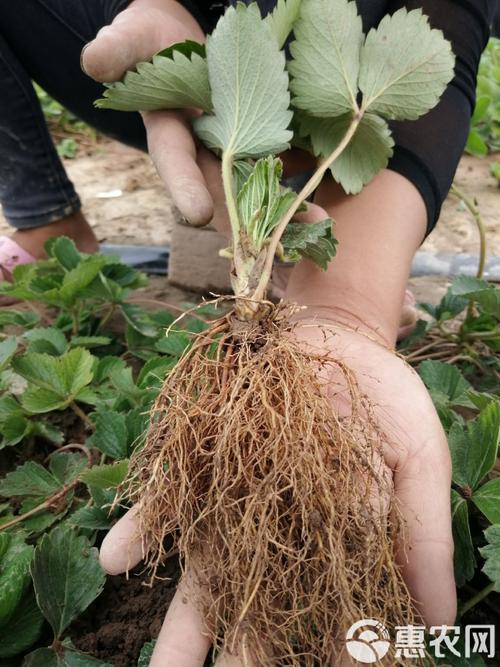 红颜草莓苗多少钱一棵?价格快速参考 综合对比表:不同场景下的价格参考