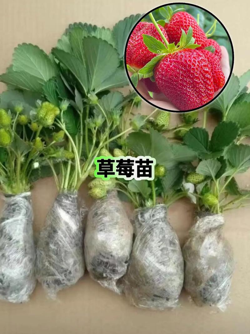红颜草莓苗多少钱一棵?价格快速参考 五、运输:物流成本占总价10%-30%