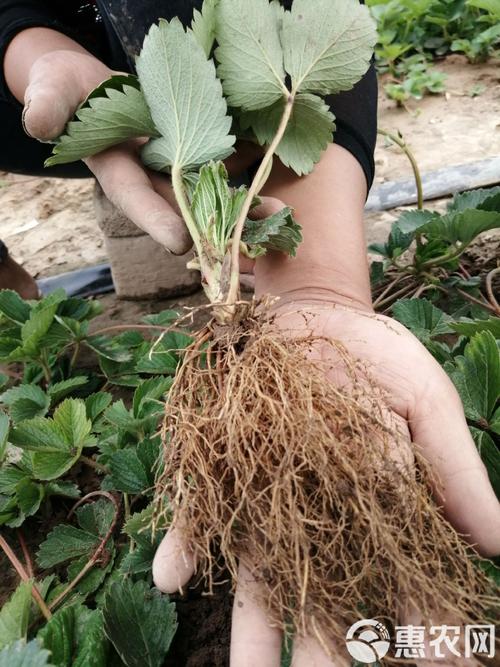红颜草莓苗多少钱一棵?价格快速参考 常见问题(FAQ)