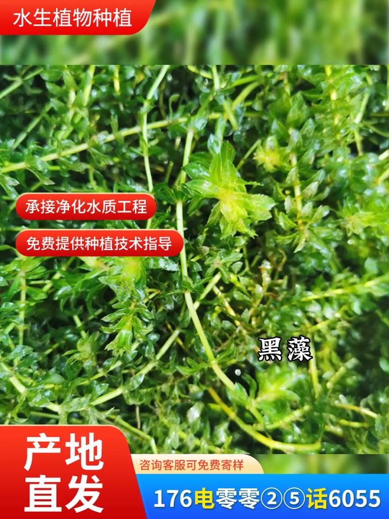苦草价格 运输方式与到岸成本构成