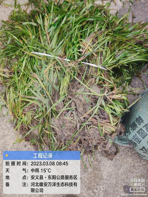 苦草价格 采购与养护执行清单