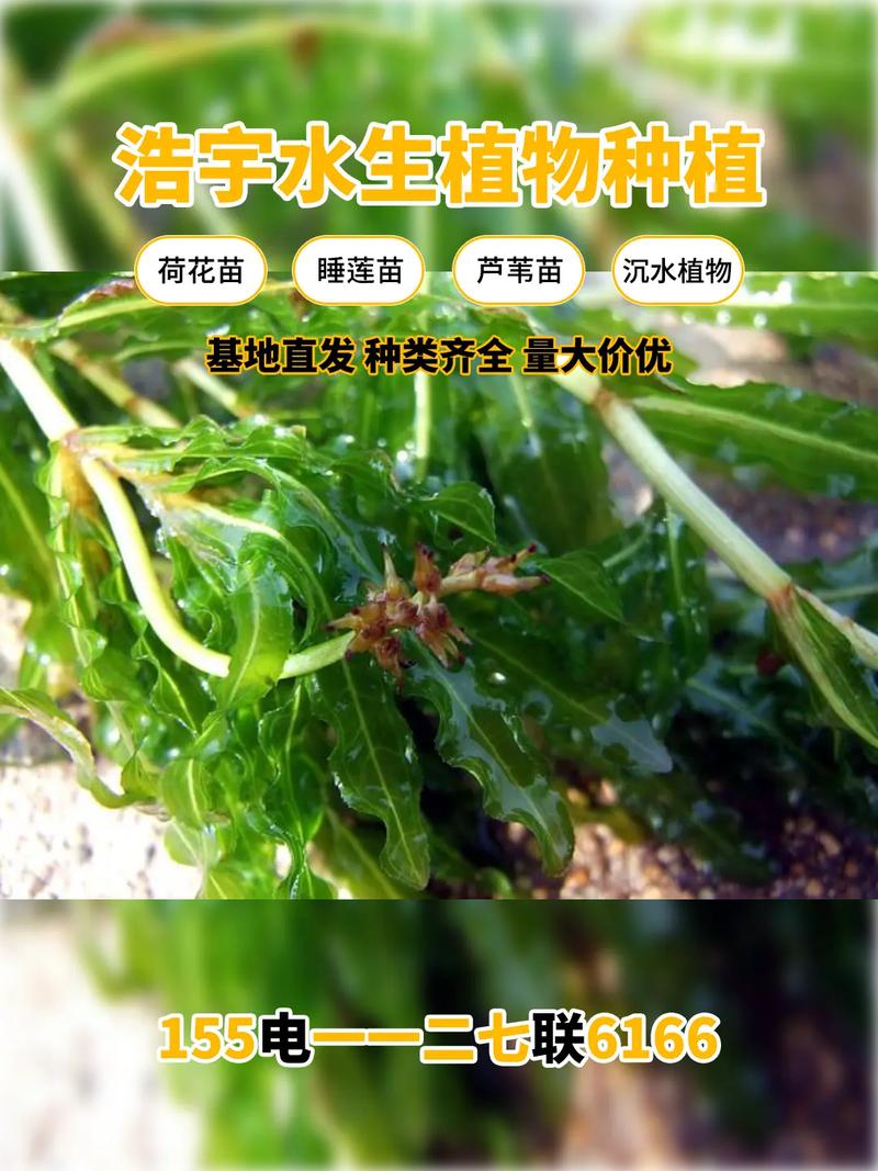 苦草价格 扩繁控制与日常管理要点