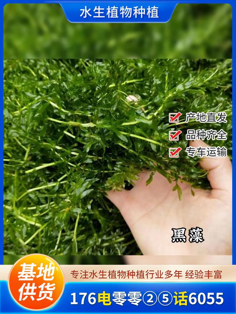 苦草价格 常见问题