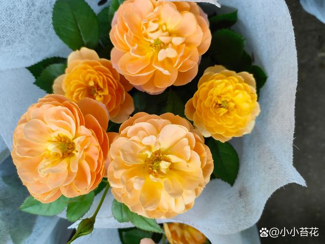 月季皇后是什么品种——深入解析“和平”月季的百科知识与品种对比 月季皇后是什么品种——深入解析“和平”月季的百科知识与品种对比
