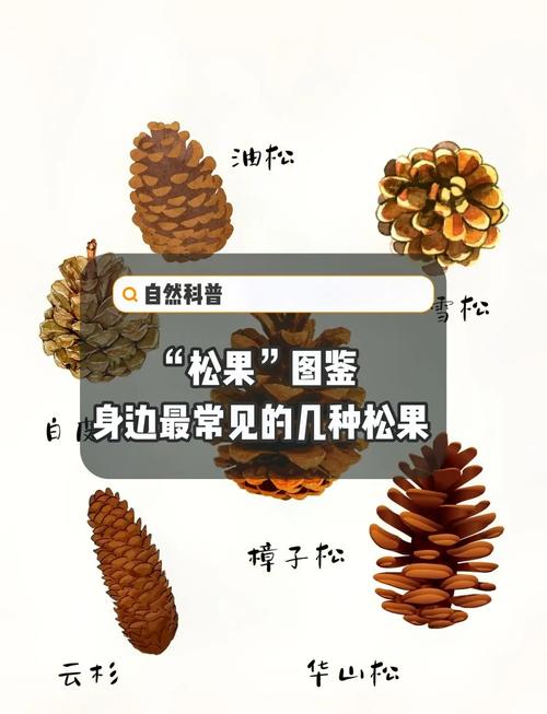 所有松树都产松子吗?——从乔木园艺角度解析松树品种与松子关系 为什么园林松树难见松子?——生长周期与生态条件