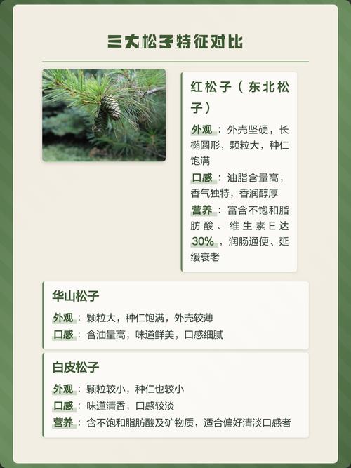 所有松树都产松子吗?——从乔木园艺角度解析松树品种与松子关系 松子产自哪些松树?——品种与树形特征
