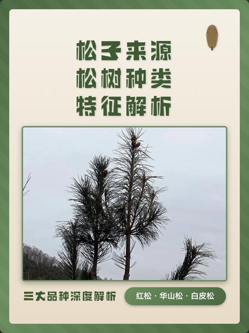 所有松树都产松子吗?——从乔木园艺角度解析松树品种与松子关系 常见错误与注意事项
