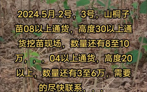 山桐子种植技术指南：从选种到成林的七个关键步骤