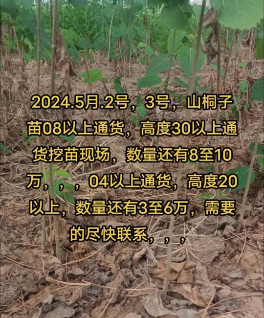 山桐子种植技术指南：从选种到成林的七个关键步骤
