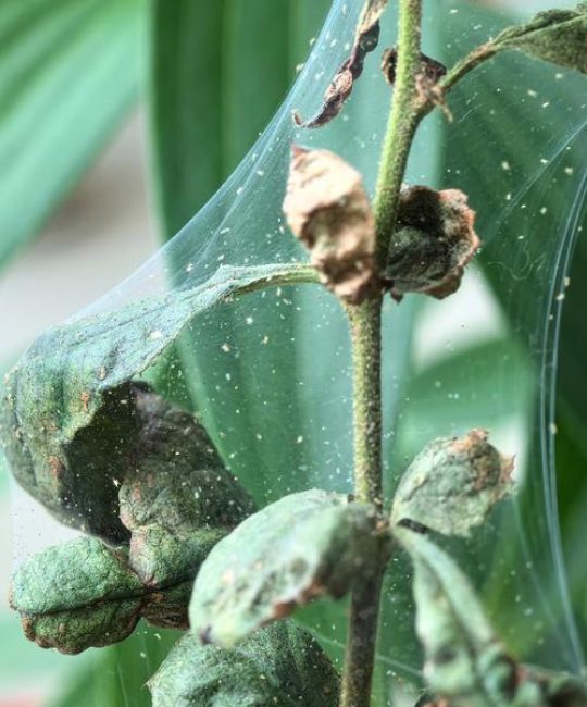 木槿花红蜘蛛怎么办？全面防治指南助你恢复花叶生机