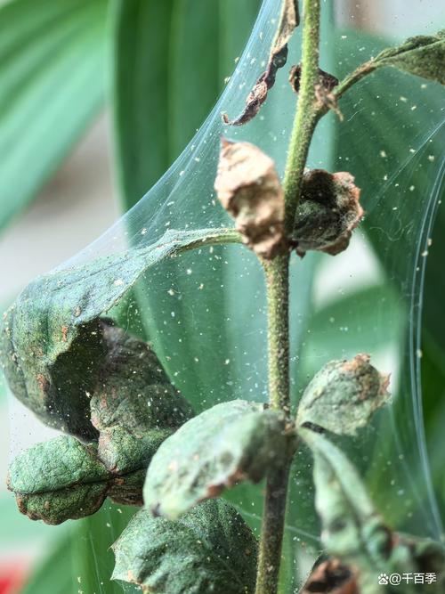 木槿花红蜘蛛怎么办?全面防治指南助你恢复花叶生机 木槿花红蜘蛛怎么办?全面防治指南助你恢复花叶生机