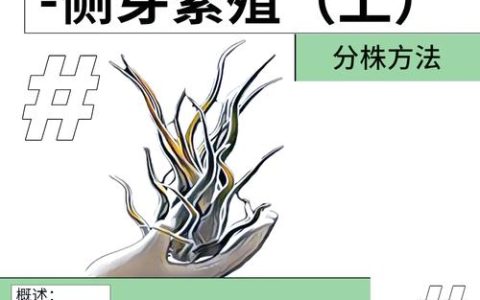 梨的种子怎么种？从选种到移栽全流程指南