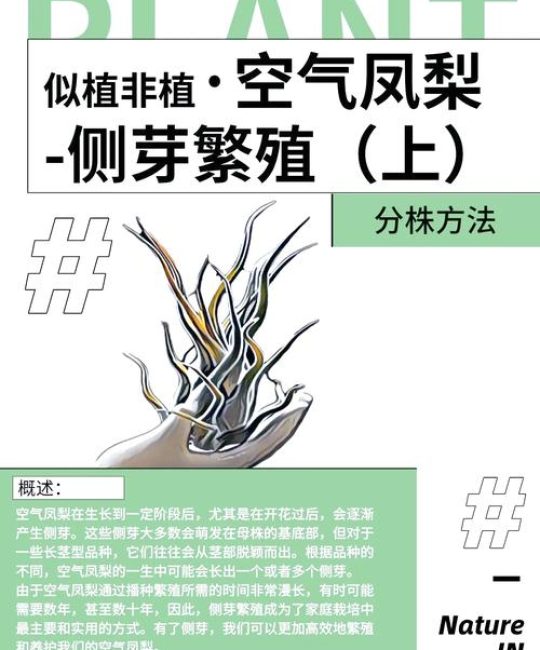 梨的种子怎么种？从选种到移栽全流程指南