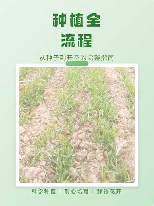 梨的种子怎么种?从选种到移栽全流程指南 四、栽植深度(播种深度控制)