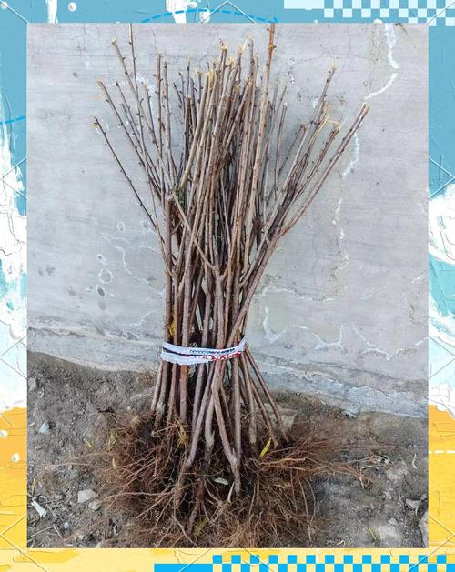梨的种子怎么种?从选种到移栽全流程指南 五、浇定根水(播种后首次浇水)