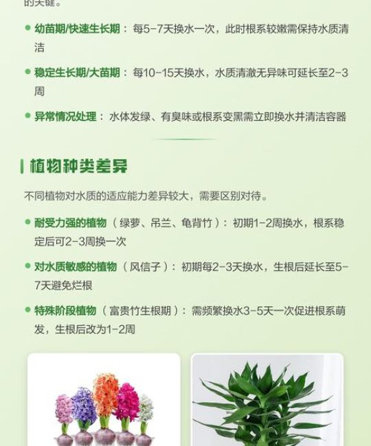 水培植物为什么要换水？与实操指南