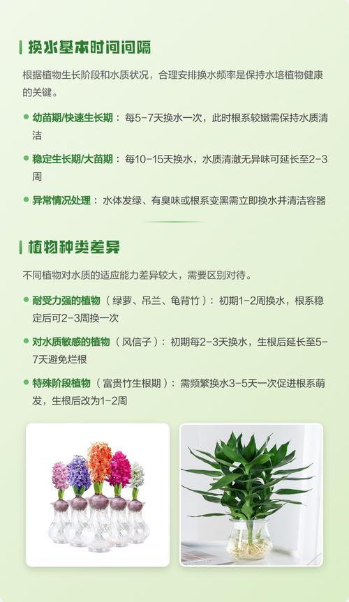 水培植物为什么要换水?与实操指南 水培植物为什么要换水?与实操指南