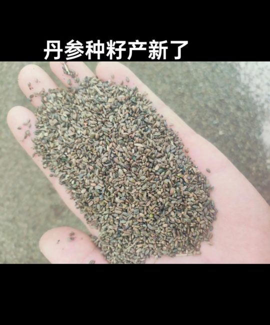 一亩丹参产多少种子？全面解析丹参种子产量