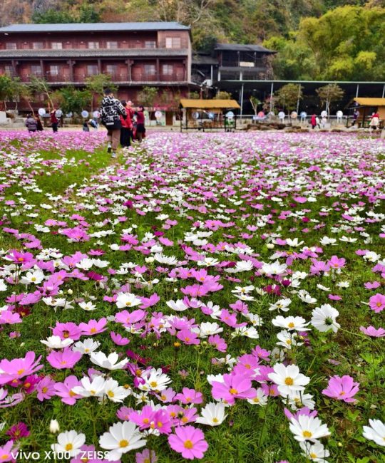 格桑花是什么样？揭开高原精灵的植物学面纱