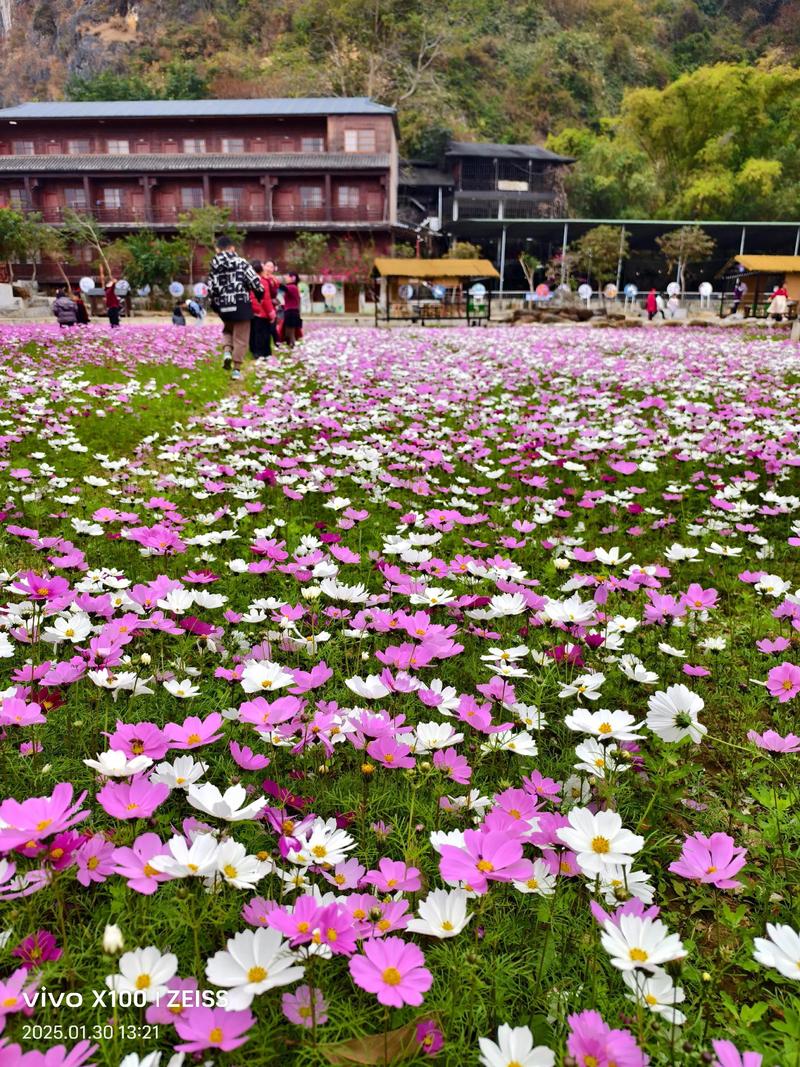 格桑花是什么样?揭开高原精灵的植物学面纱 格桑花是什么样?揭开高原精灵的植物学面纱