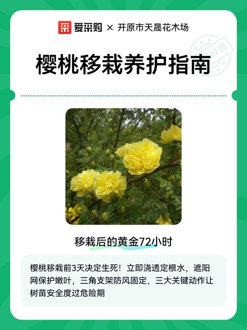 6月份移栽樱桃树能活吗?夏季移栽成活要点与关键技术 总结验证