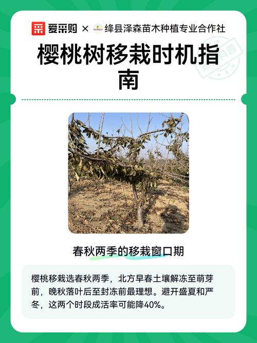 6月份移栽樱桃树能活吗?夏季移栽成活要点与关键技术 四、缓苗管理:遮阴与水分控制