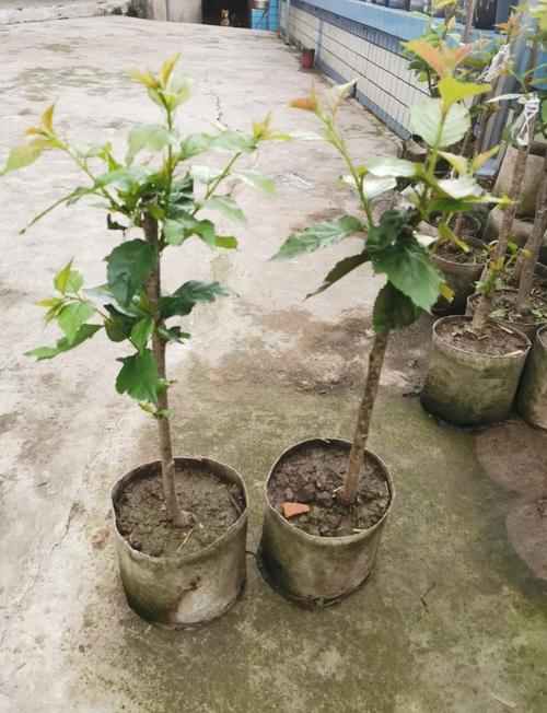 6月份移栽樱桃树能活吗?夏季移栽成活要点与关键技术 五、不同场景的差异化操作
