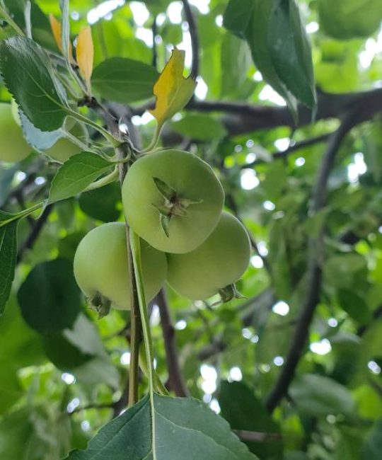 有些没果子？揭秘果树“空欢喜”的五大原因与解决之道