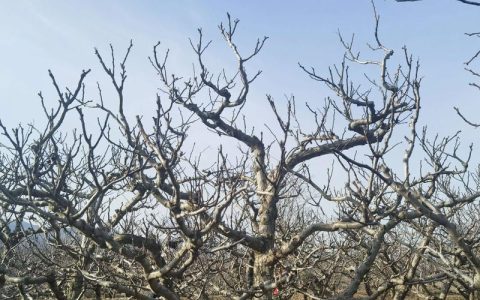 山楂籽能种植，但需掌握这3个关键步骤才能提高出苗率